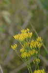 Pineland rayless goldenrod